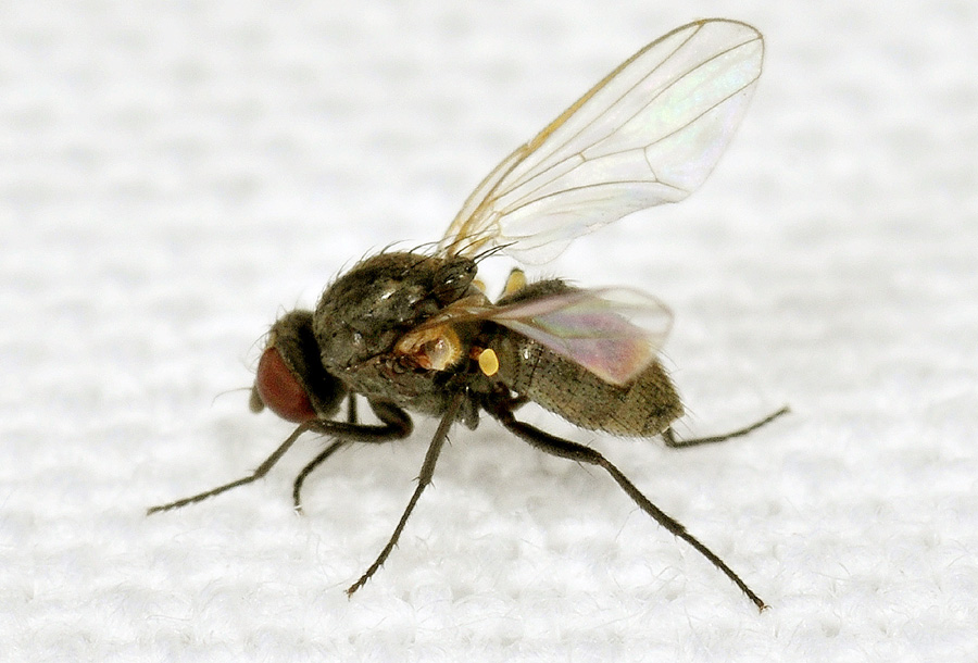 Muscidae: Hydrotaea sp.